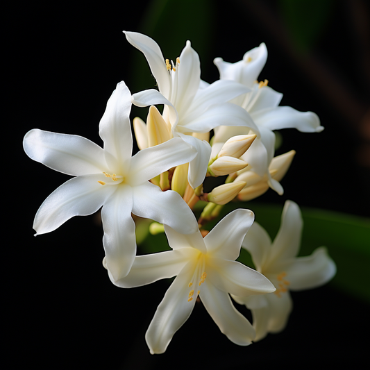 Nest "Golden Nectar" Sample Only NOT Full Bottle